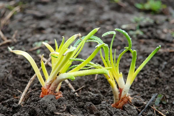 Cebolla Cultivada Orgánicamente — Foto de Stock