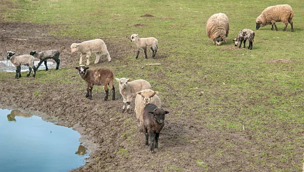 Fåren Grön Äng Berg — Stockfoto