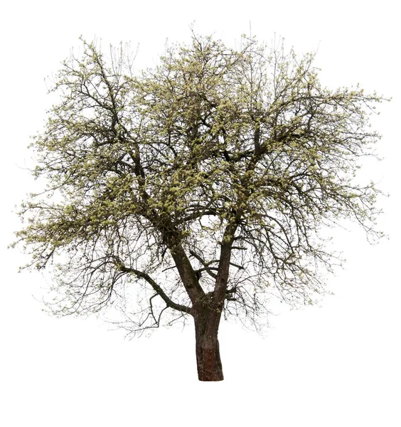 Kvetoucí Hrušeň Strom Izolované Bílém Pozadí — Stock fotografie
