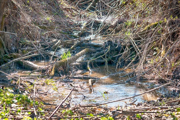 Bergbeekje Groen Bos Lente — Stockfoto