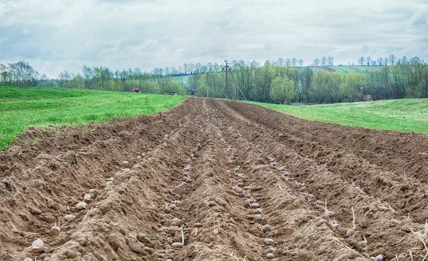 A potato ridges — Stock Photo, Image