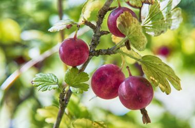 bektaşi üzümü şube