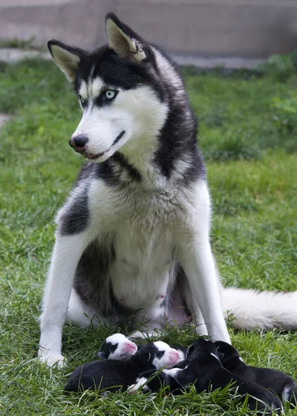 Husky Mãe Alimentando Filhotes Close — Fotografia de Stock