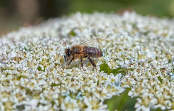 Μια Μέλισσες Είναι Ένα Αυλάκι Κοπής Ένα Λουλούδι — Φωτογραφία Αρχείου