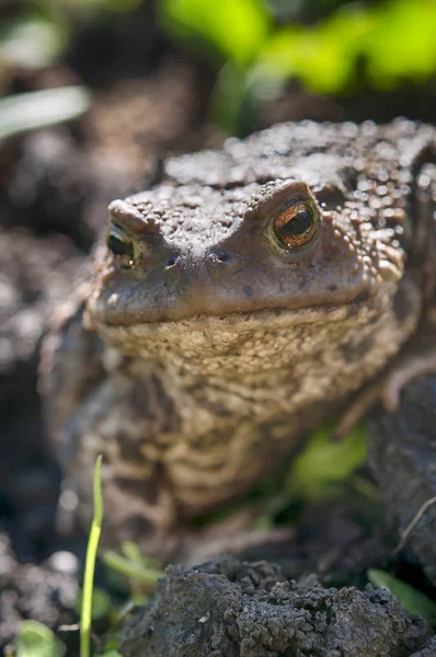 Grenouille Dans Habitat Naturel Près Premier Plan — Photo