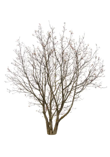 Isolierter Walnussbaum Herbst — Stockfoto