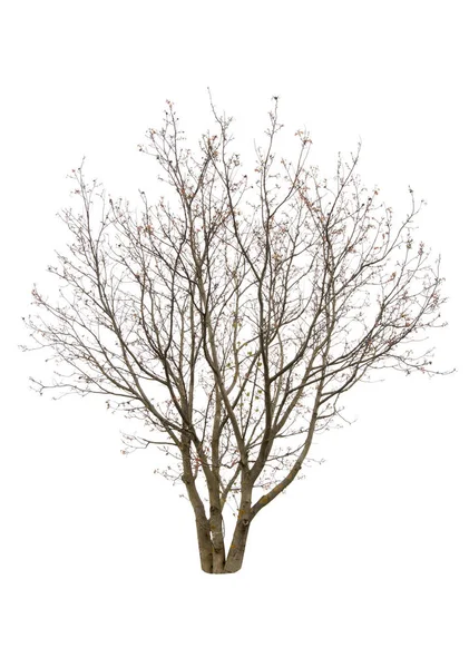 Albero Noce Isolato Autunno — Foto Stock