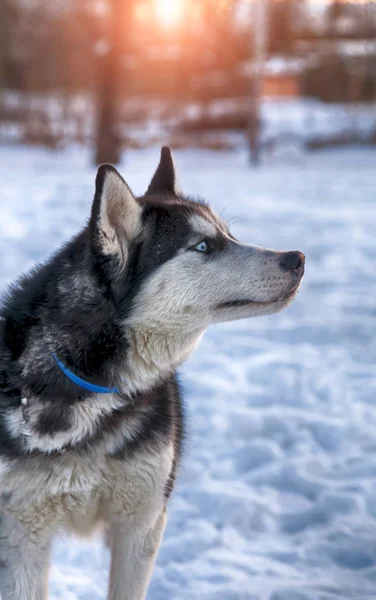 Retrato Cães Husky — Fotografia de Stock