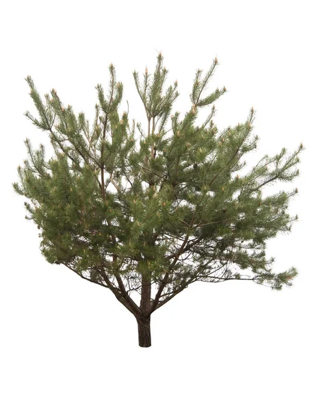 Çam Ağacı Beyaz Bir Arka Plan Üzerinde Izole — Stok fotoğraf