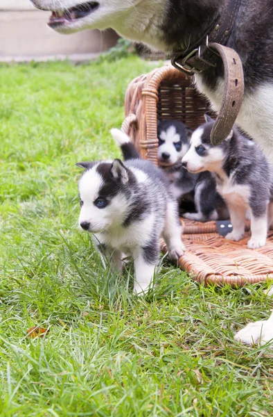 Husky em uma cesta — Fotografia de Stock