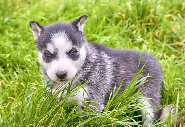 Un husky siberiano — Foto Stock