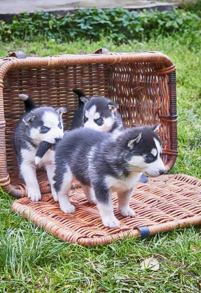Husky Puppy Basket — Stock Photo, Image