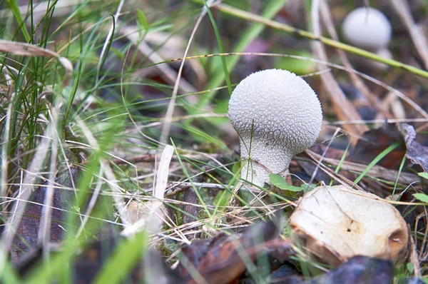 Mushroom Raincoat Growing Forest Autumn — Stock Photo, Image