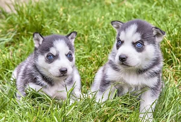 Dois Cachorros Encantadores Encantadores Raça Laika Está Sentado Grama Verde — Fotografia de Stock