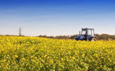 Kanola alanının orta içinde traktör