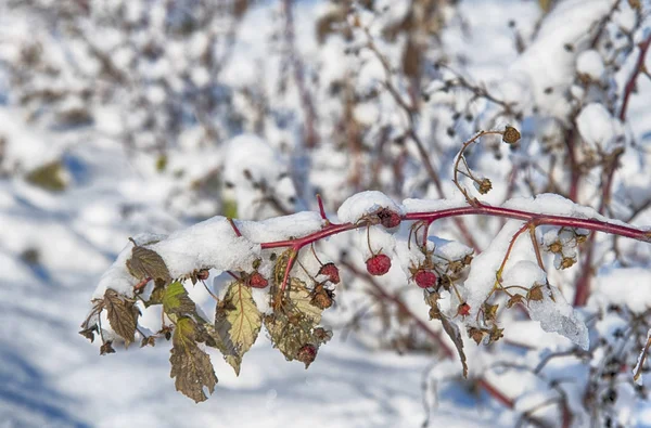 青叶霜与覆盆子植物成熟甜浆果的研究 — 图库照片