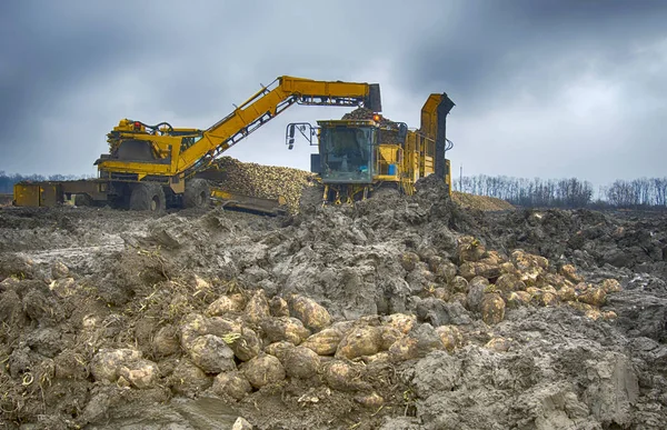 Cosecha de remolacha azucarera — Foto de Stock