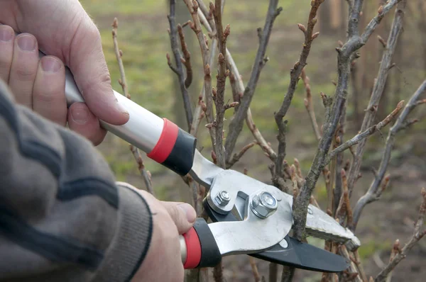 Pruning of trees — Stock Photo, Image