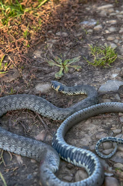 Serpiente Hierba Tomando Sol — Foto de Stock