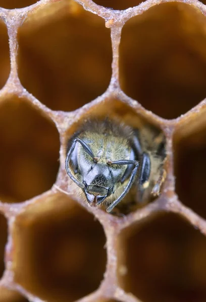 Yong Bee Binnen Honingraat Close — Stockfoto