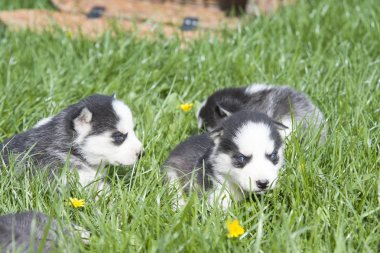Sibirya husky yavrusu