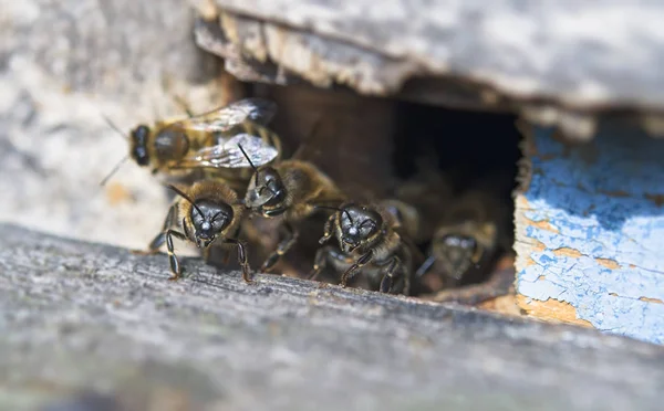 警備員とミツバチの巣の入り口 — ストック写真