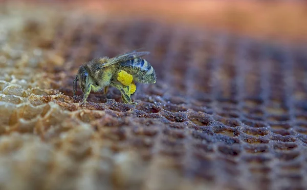 Biene Mit Pollen Auf Kopf Und Beinen — Stockfoto