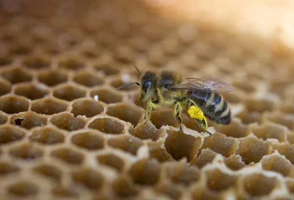 Biene mit Pollen — Stockfoto