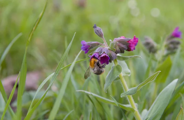 Humla Hitta Nektar Blomma — Stockfoto