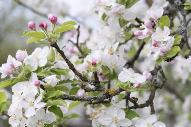 çiçekli elma ağacı