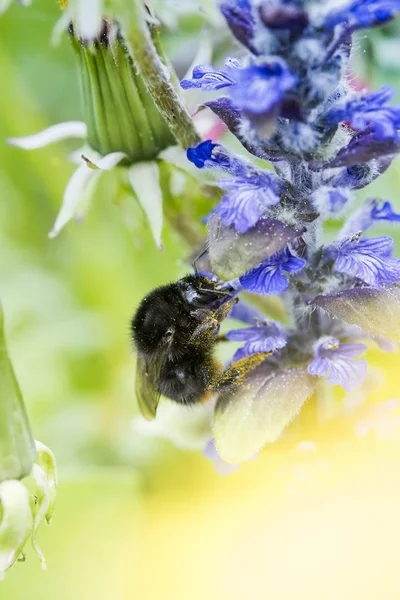 Hummel — Stockfoto