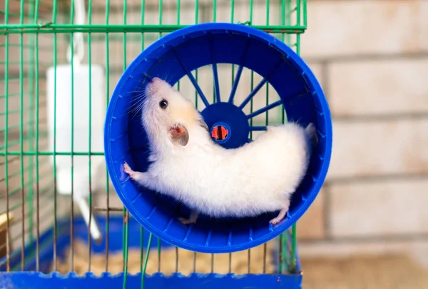 Hamster running — Stock Photo, Image