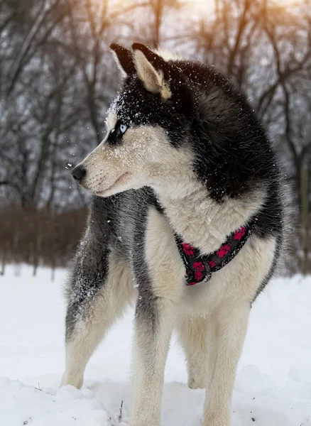 Perros de trineo husky raza —  Fotos de Stock