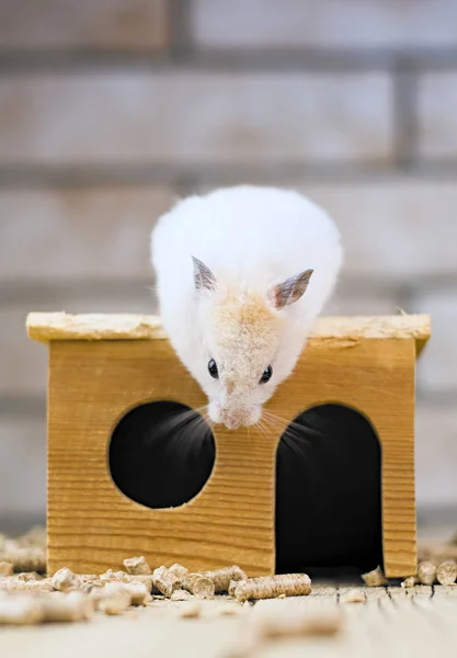 Hamster com casa de madeira — Fotografia de Stock