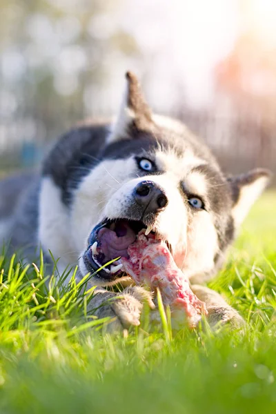 Husky hund äta ben — Stockfoto