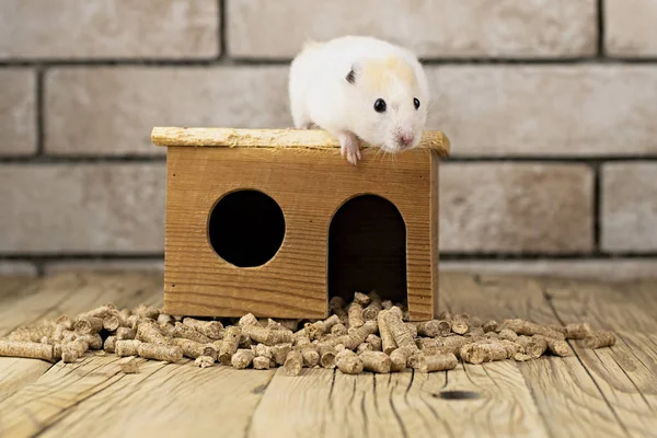 仓鼠与木制房子 — 图库照片