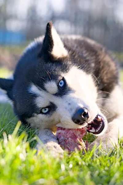 Husky cão comer osso — Fotografia de Stock