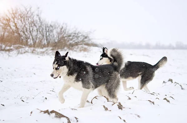 Sibirische Huskys im Winter — Stockfoto