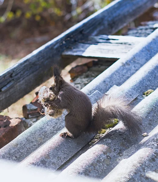 Écureuil à la recherche — Photo