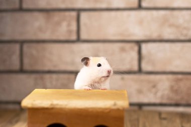 Tahta evi olan hamster.