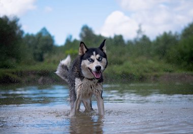 gölde husky