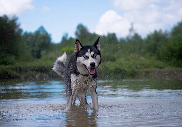 Husky no lago — Fotografia de Stock