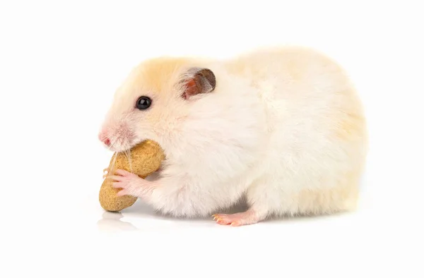 Hamster frisst — Stockfoto