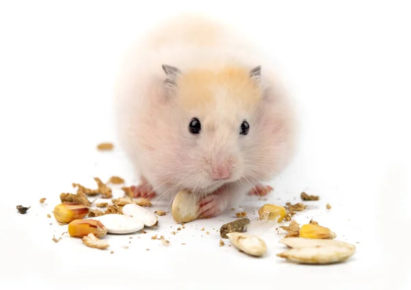 Hamster äter町人苦心して、木槌を使用 — Stockfoto