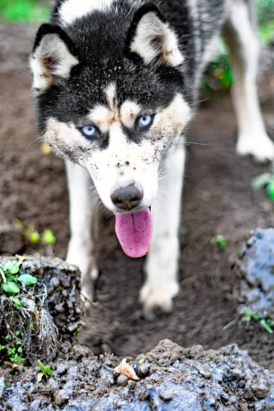 Husky cava un agujero — Foto de Stock