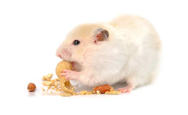 Hamster frisst — Stockfoto
