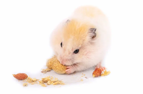Hamster eats — Stock Photo, Image