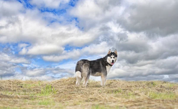 Siberische husky — Stockfoto