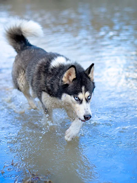 Husky no lago — Fotografia de Stock