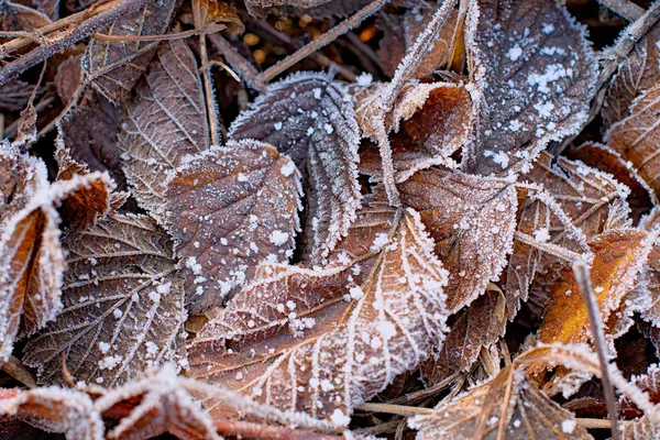 Feuilles dans le gel — Photo